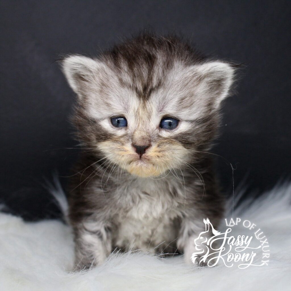 the american nightmare adorable 3 week old maine coon kitten from sassy koonz ⋆ Sassy Koonz Maine Coon Cattery the american nightmare adorable 3 week old maine coon kitten from sassy koonz