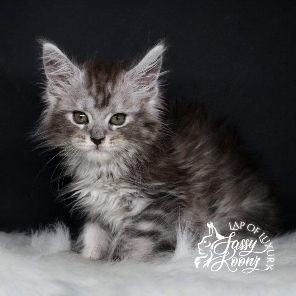 the american nightmare maine coon kitten 9 weeks old sitting pretty ⋆ Sassy Koonz Maine Coon Cattery the american nightmare maine coon kitten 9 weeks old sitting pretty