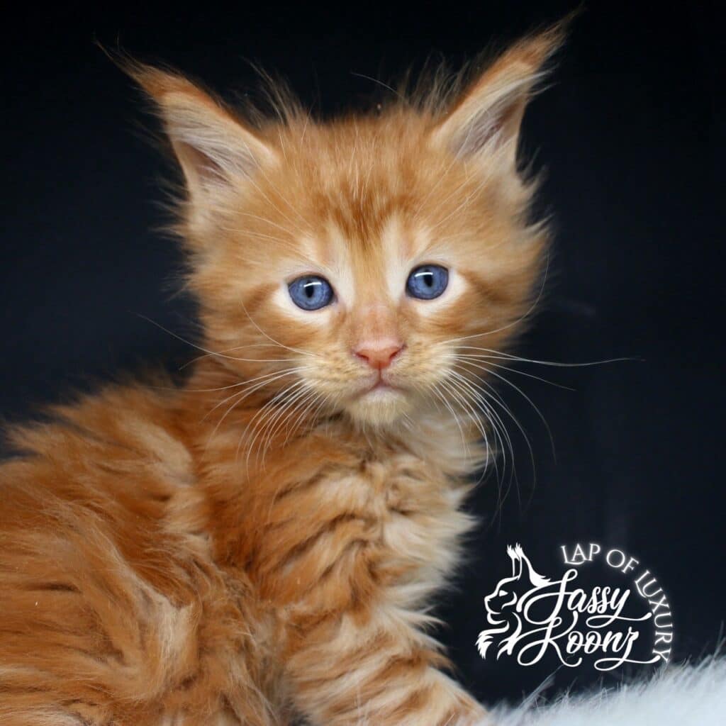 windward 5 week old red male sassy koonz maine coon kitten ⋆ Sassy Koonz Maine Coon Cattery windward 5 week old red male sassy koonz maine coon kitten