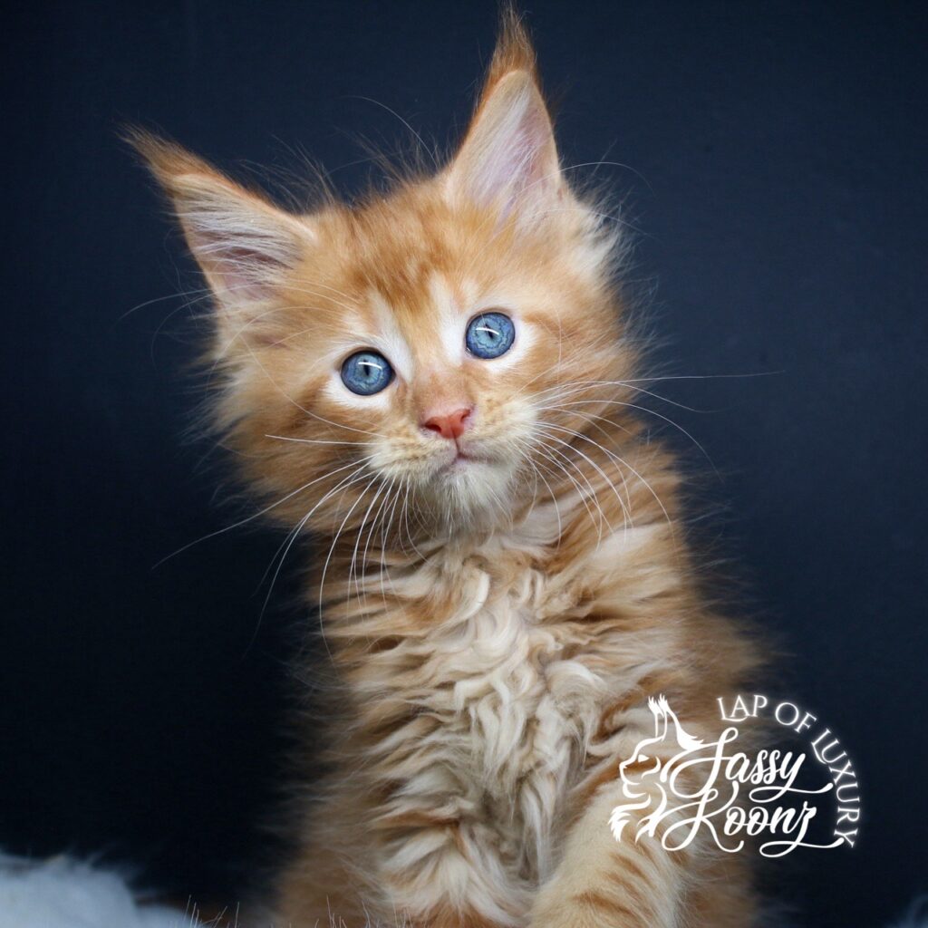 windward 7 week old solid red male maine coon kitten sitting on cat shelf ⋆ Sassy Koonz Maine Coon Cattery windward 7 week old solid red male maine coon kitten sitting on cat shelf