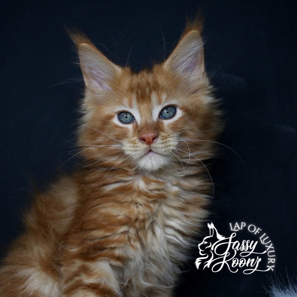 windward 9 week old red maine coon male from sassy koonz ⋆ Sassy Koonz Maine Coon Cattery windward 9 week old red maine coon male from sassy koonz
