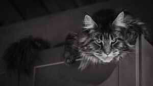 Gertie-Greg-Maine-Coon-Alaska-3jpg ⋆ Sassy Koonz Maine Coon Cattery sassy koonz maine coon kitten cottonmouth, pictured at home, happy and safe