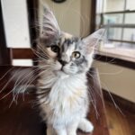 IMG_0143jpeg ⋆ Sassy Koonz Maine Coon Cattery munky a sassy koonz kitten free from FIP