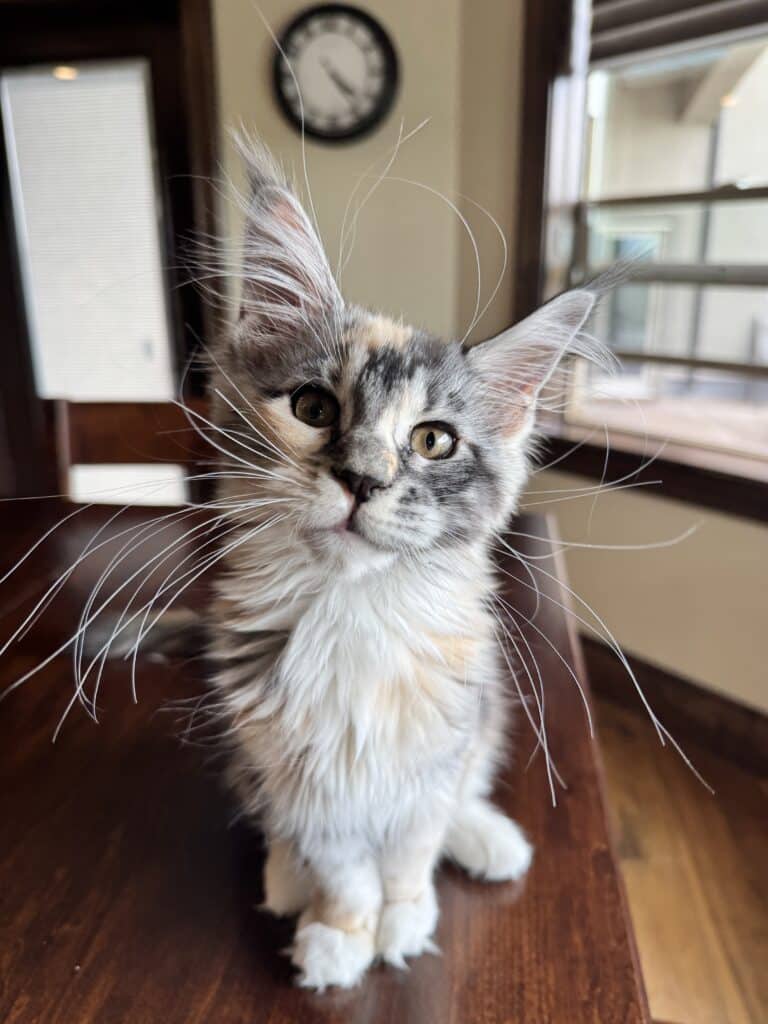 IMG_0143jpeg ⋆ Sassy Koonz Maine Coon Cattery munky a sassy koonz kitten free from FIP