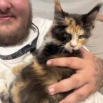 Waffle , Maine Coon kitten at home with new owner ⋆ Sassy Koonz Maine Coon Cattery calico maine coon kitten from sassy koonz shown happy at home with new owner