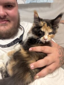 Waffle , Maine Coon kitten at home with new owner ⋆ Sassy Koonz Maine Coon Cattery calico maine coon kitten from sassy koonz shown happy at home with new owner