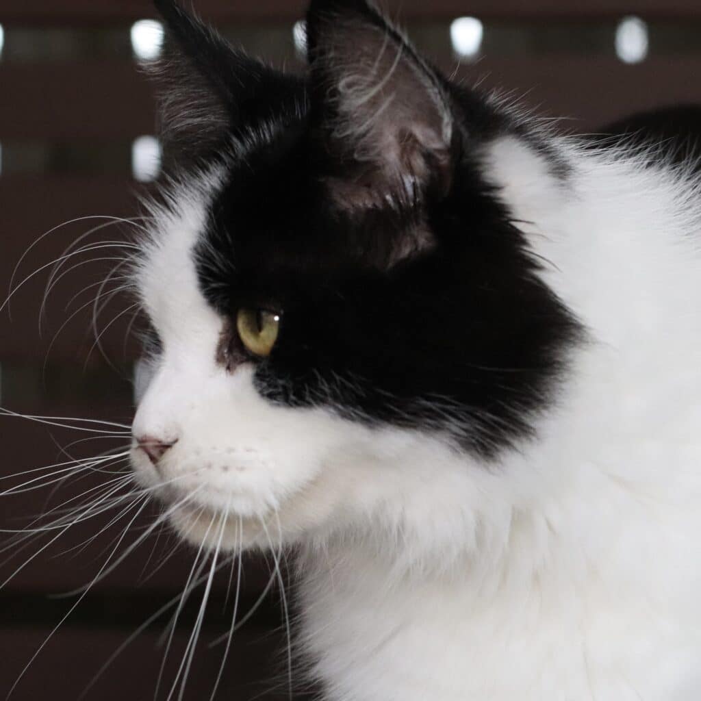 bi-color-maine-coon-cat-carmilla ⋆ Sassy Koonz Maine Coon Cattery Carmilla, black and white penguin Maine Coon Female