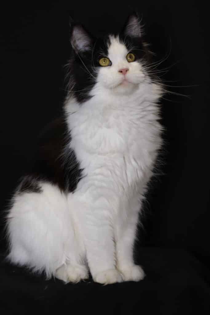 black and achromatic  maine coon lasting  up   achromatic  background