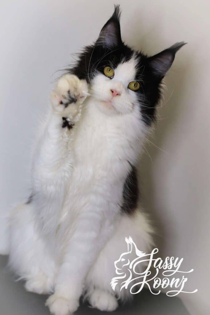 carmilla-maine-coon-bicolor-full-body ⋆ Sassy Koonz Maine Coon Cattery carmilla maine coon bicolor full body
