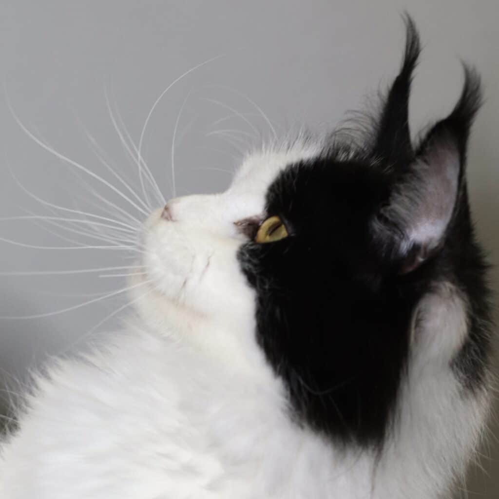 carmilla-profile-maine-coon ⋆ Sassy Koonz Maine Coon Cattery maine coon girl carmilla 1 year old profile
