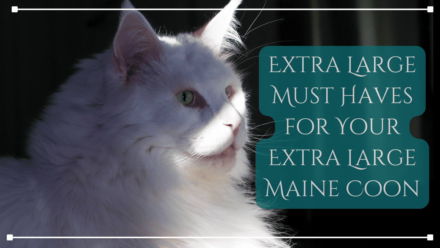 extra largem ust haves for a maine coon
