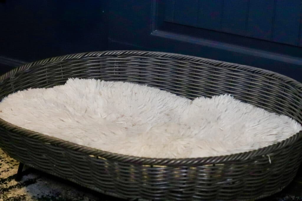 large-cat-bed-basket-for-maine-coon ⋆ Sassy Koonz Maine Coon Cattery large cat bed baskeet for maine coon cat