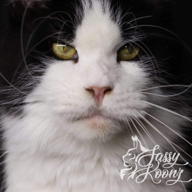 maine coon black white closeup carmilla