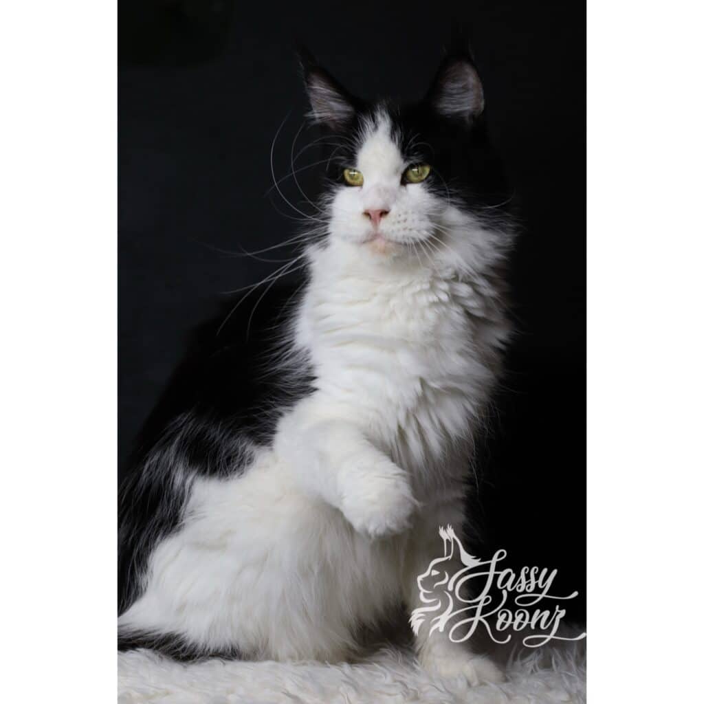maine-coon-carmilla-body-bicolor ⋆ Sassy Koonz Maine Coon Cattery maine coon carmilla full body