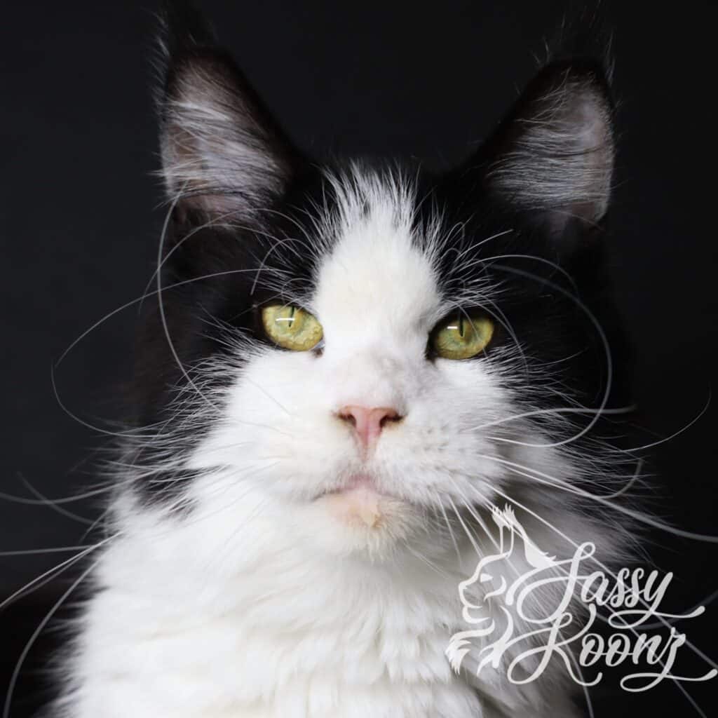 maine-coon-cat-sassy-koonz-queen-carmilla ⋆ Sassy Koonz Maine Coon Cattery maine coon cat sassy koonz queen carmilla