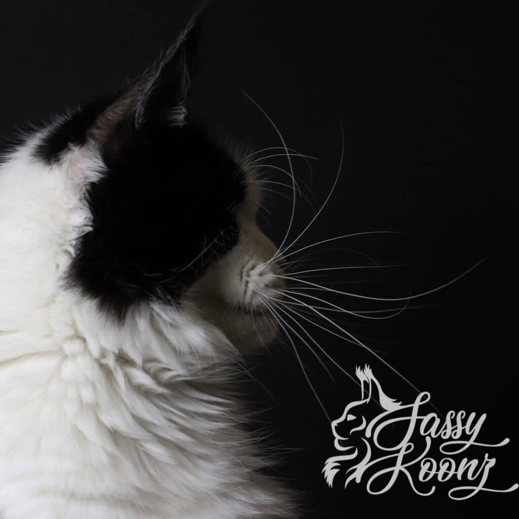 maine-coon-female-carmilla-profile-2025 ⋆ Sassy Koonz Maine Coon Cattery maine coon female profile carmilla 2025