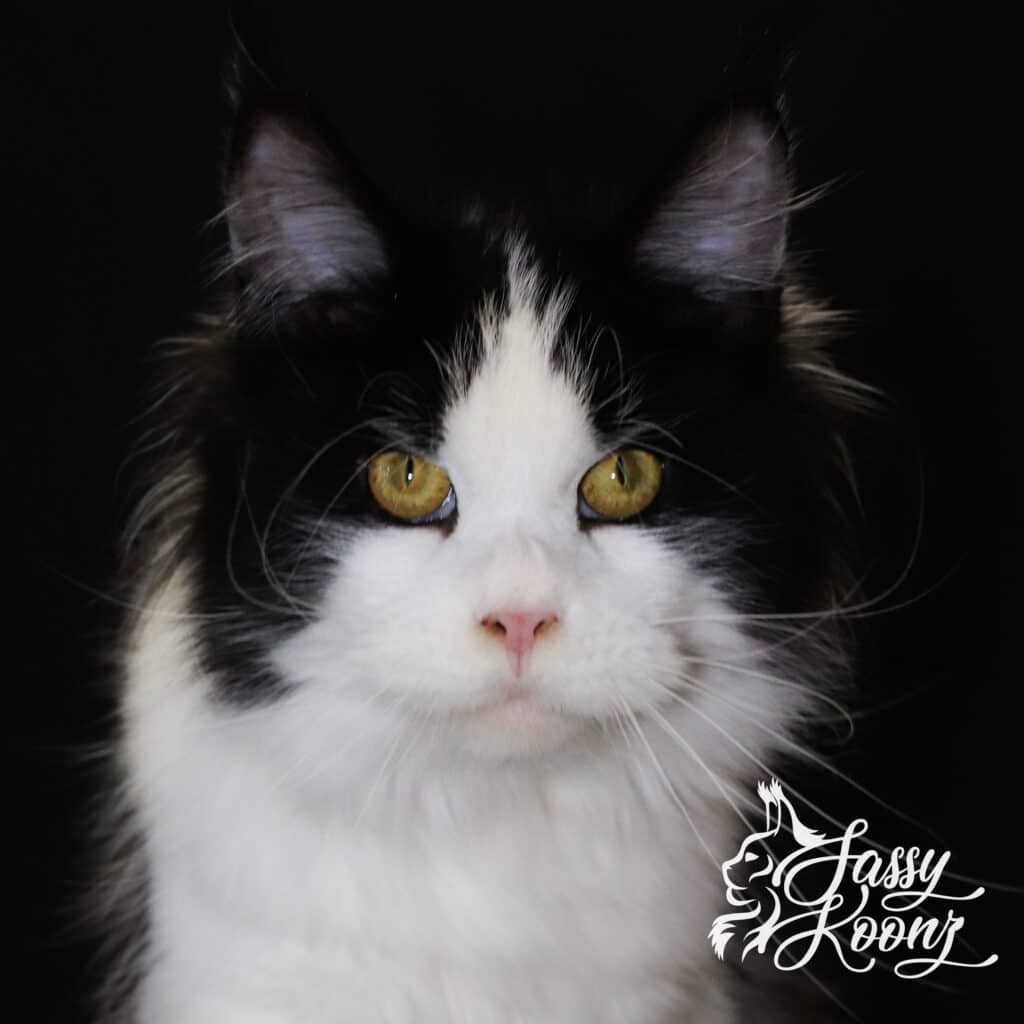 maine-coon-head-shot-carmilla-girl ⋆ Sassy Koonz Maine Coon Cattery close up maine coon female black and white panda