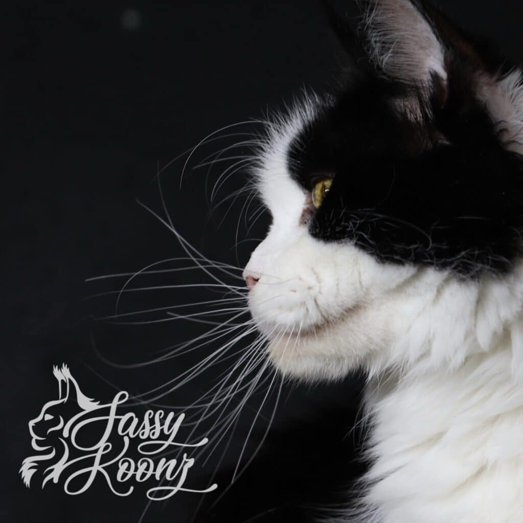 maine-coon-profile-female-carmilla ⋆ Sassy Koonz Maine Coon Cattery maine coon profile female carmilla