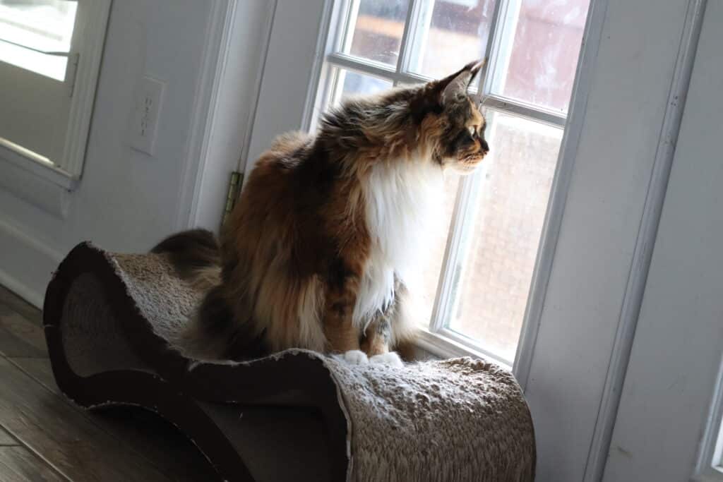 maine-coon-sittin-on-lounger-looking-out-window ⋆ Sassy Koonz Maine Coon Cattery Maine Coon cat sitting on a cardboard scratcher lounger looking out the window