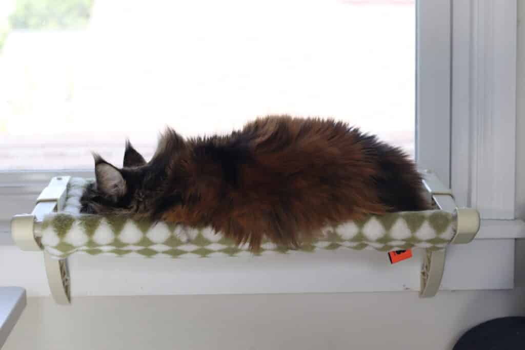 maine-coon-sleeping-in-window-seat ⋆ Sassy Koonz Maine Coon Cattery Maine Coon female in a window seat sleeping