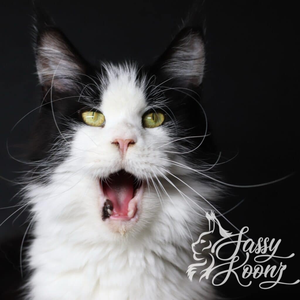 maine coon with surprised look