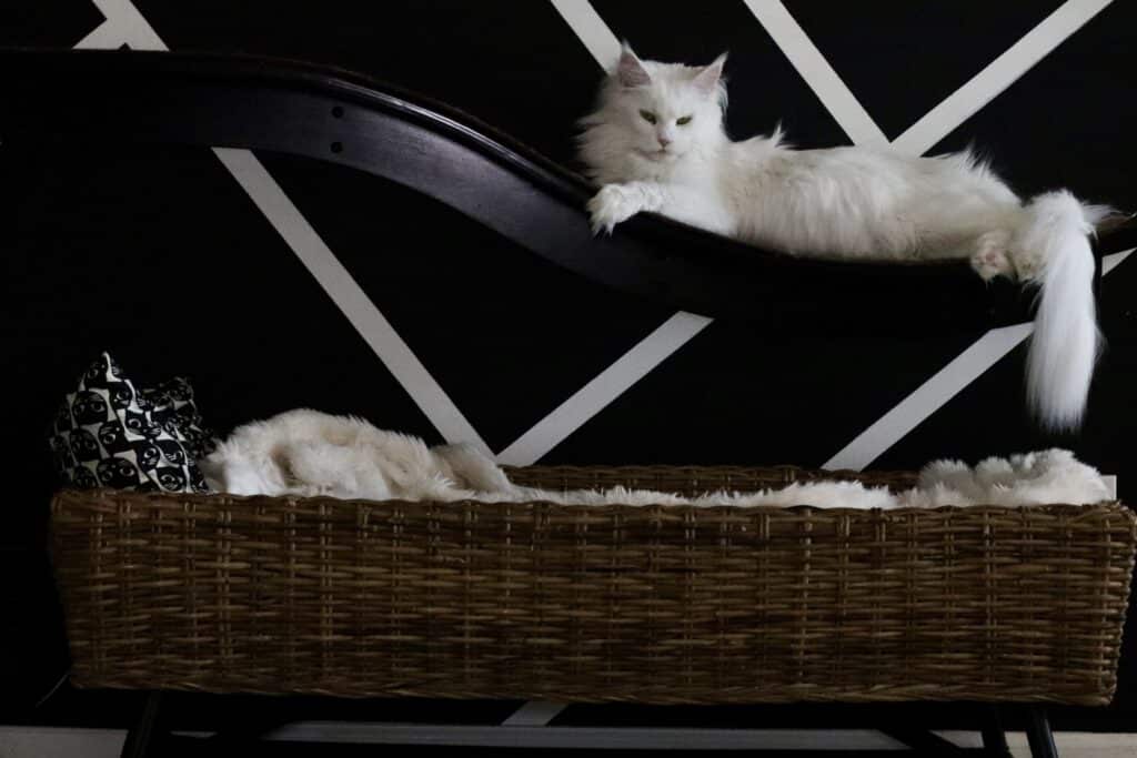 white-maine-coon-on-wall-lounger ⋆ Sassy Koonz Maine Coon Cattery white maine coon on wall lounger with extra large wicker cat bed underneath