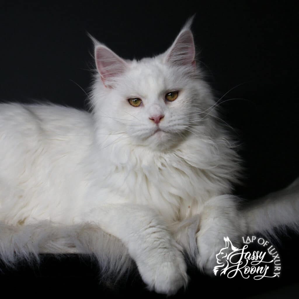 white maine coon female fairy berry from sassy koonz