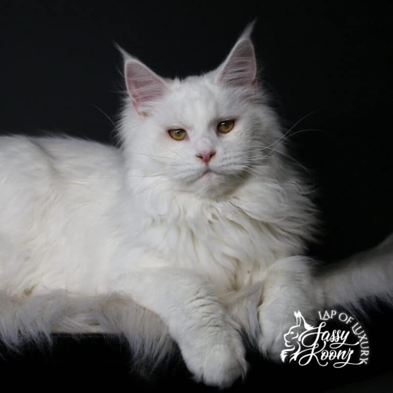 white maine coon female fairy berry sassy koonz