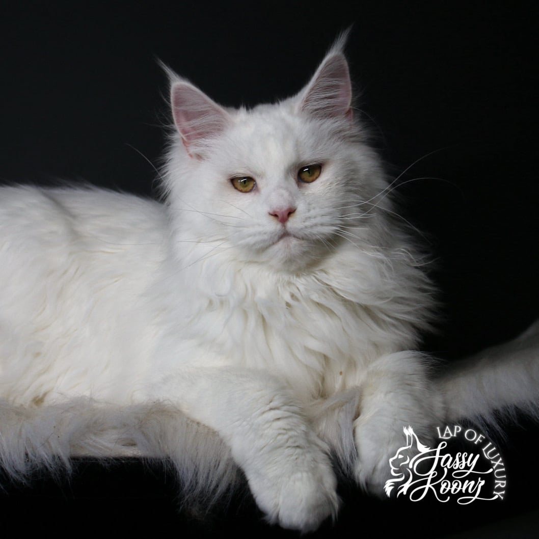 3CA72972-C04C-41C9-A911-05AA157ED7C8 ⋆ Sassy Koonz Maine Coon Cattery white maine coon female fairy berry sassy koonz