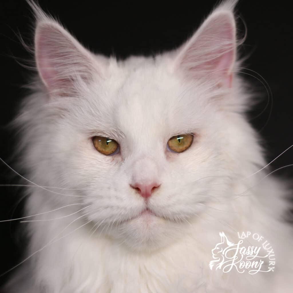 Fairy Berry ⋆ Sassy Koonz Maine Coon Cattery white maine coon from sassy koonz cattery in florida