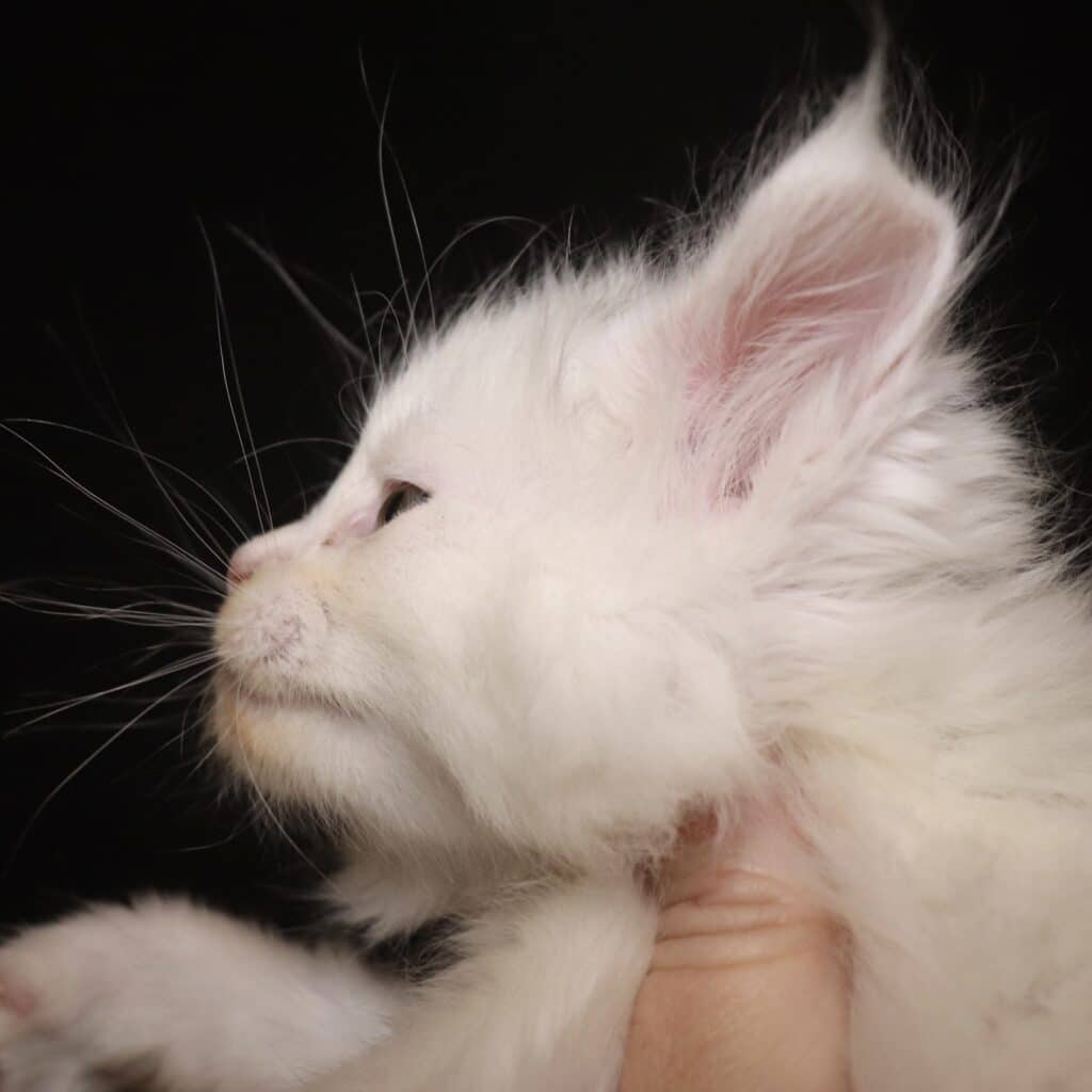 IMG_8508 ⋆ Sassy Koonz Maine Coon Cattery the wizard profile 5 weeks old