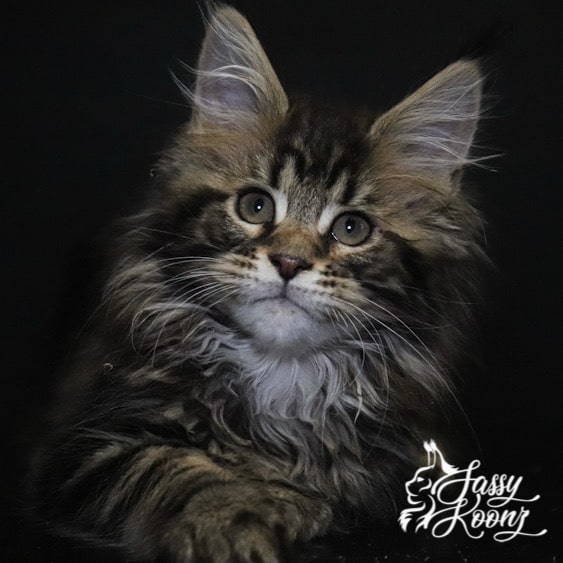 maine coon kitten 11 weeks old dreamer