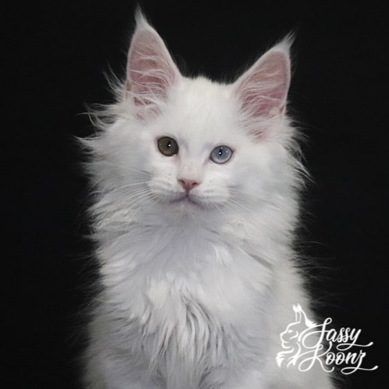 madman 11 weeks old maine coon kitten white