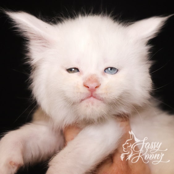 その他 Psychedelic Maine Coon Cat DAC Psychedelic Maine Coon Cat – Diamond Art Club