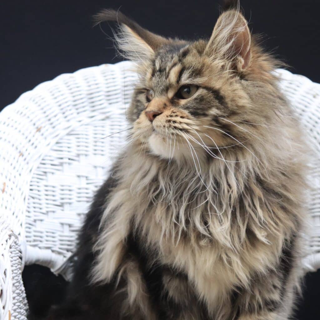 maine-coon-cat-8-months-old-war-pig ⋆ Sassy Koonz Maine Coon Cattery maine coon cat 8 months olf war pig