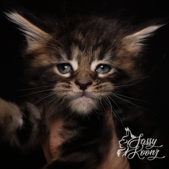 その他 Psychedelic Maine Coon Cat DAC その他 Psychedelic