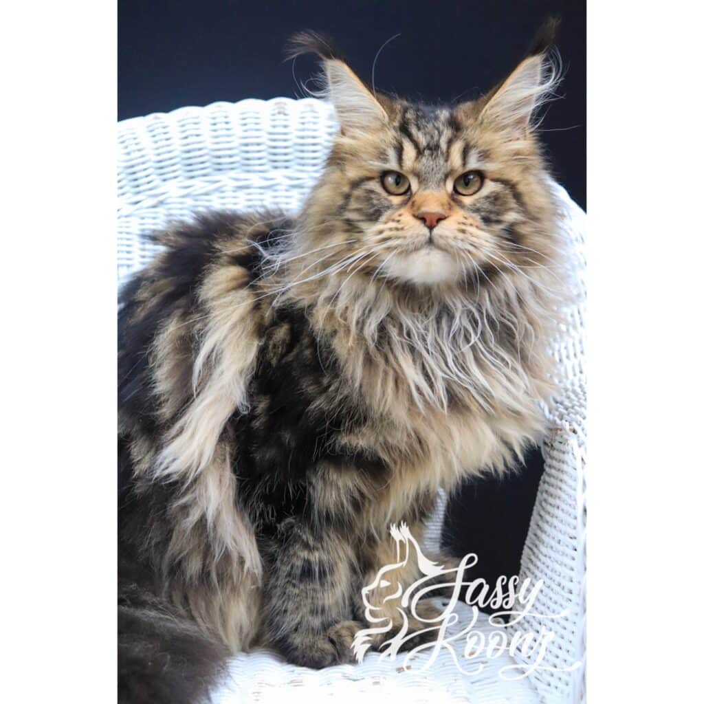 sassy-koonz-cat-young-adult-war-pig ⋆ Sassy Koonz Maine Coon Cattery sassy koonz young adult war pig