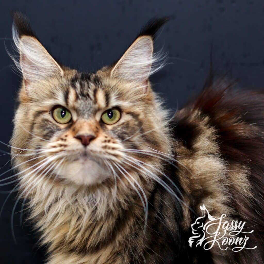 sassy koonz maine coon female black tabby piggy