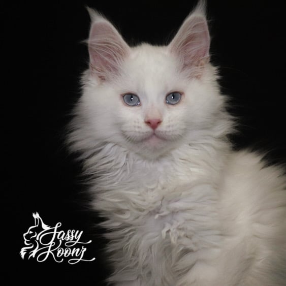 snowblind 11 weeks old white maine coon