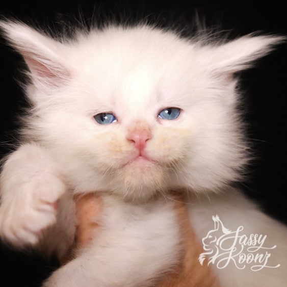 snowblind maine coon white blue eyes