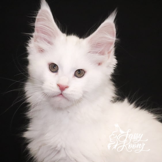 the wizard white maine coon kitten 11 weeks old