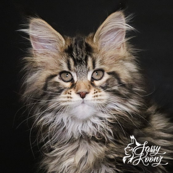 war pig 11 weeks old maine coon kitten