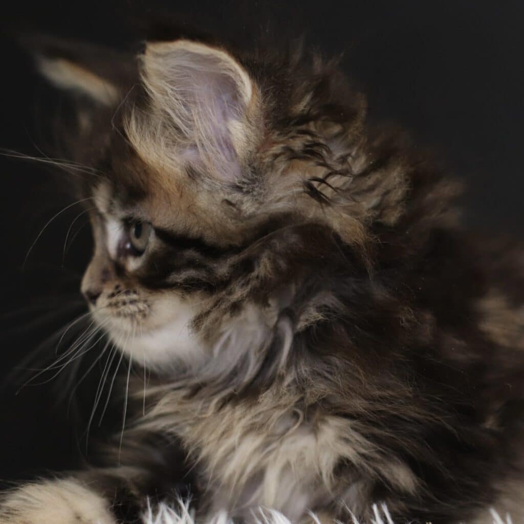 war-pig-kitten-profile-mainoe-coon-7-weeks-old ⋆ Sassy Koonz Maine Coon Cattery