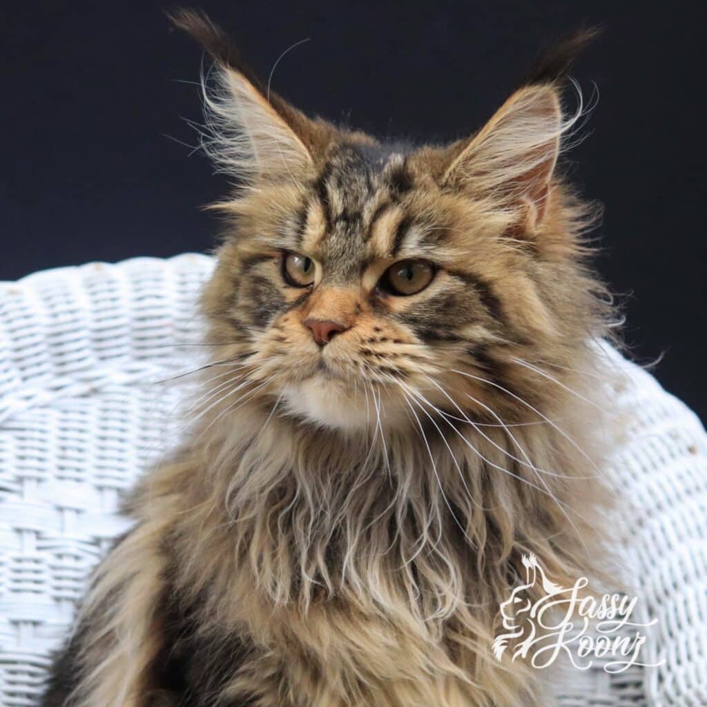 war-pig-sassy-koonz-cat-8-months ⋆ Sassy Koonz Maine Coon Cattery war pig sassy koonz cat