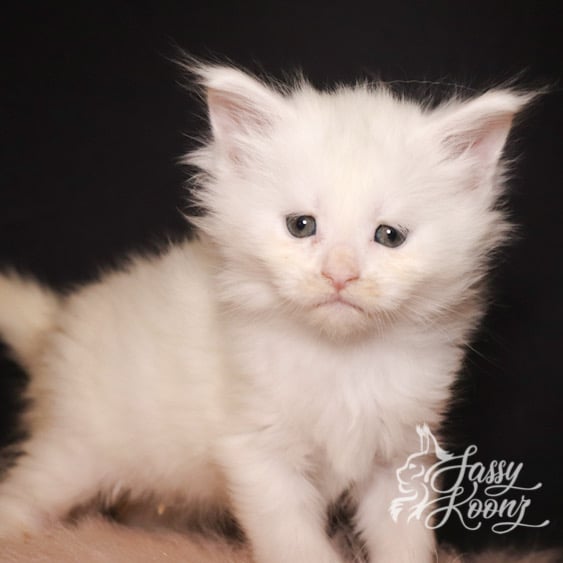 whole body maine coon kitten solid white female