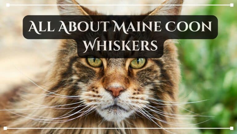 all about maine coon whiskers blog post