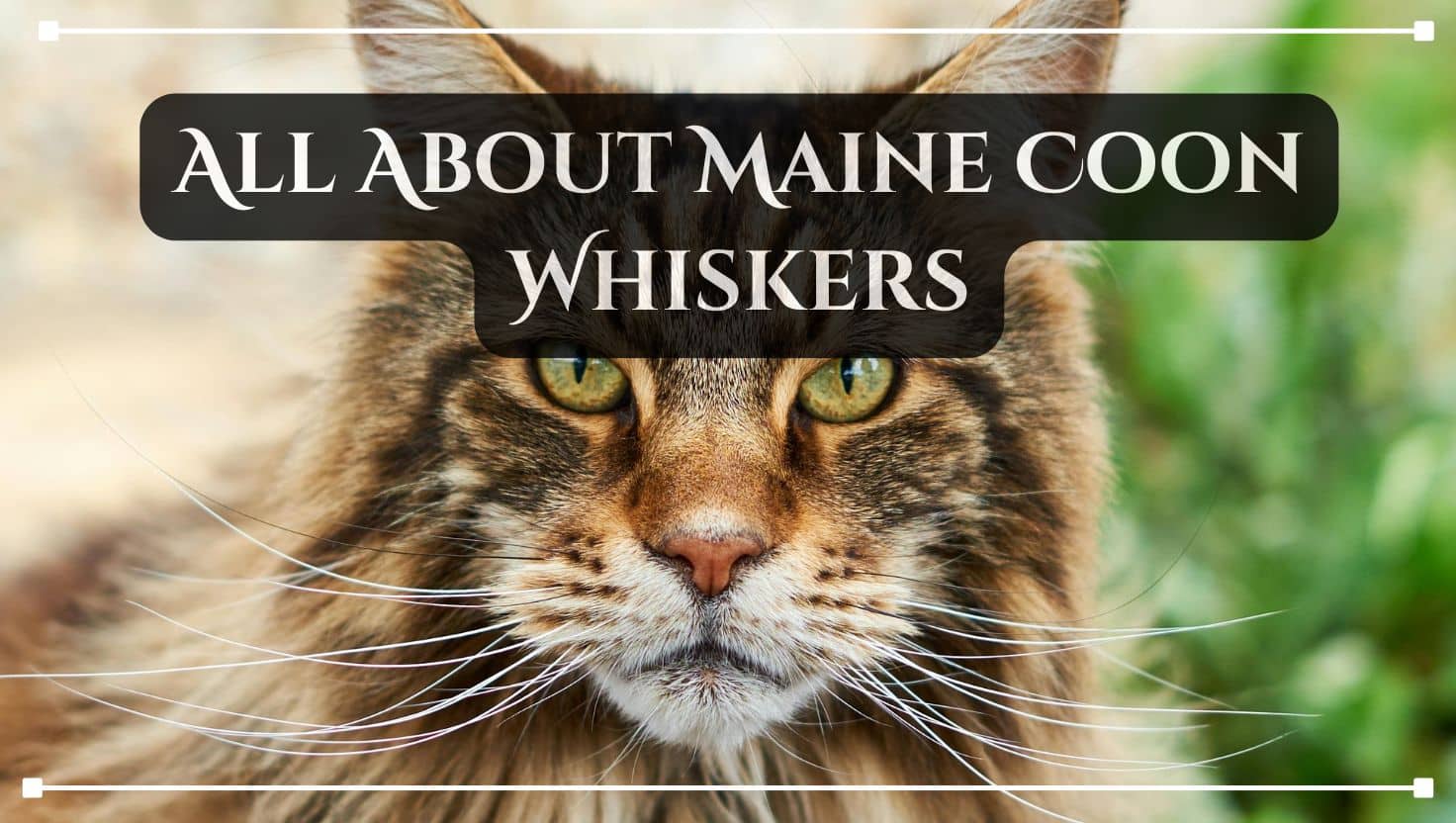 all about maine coon whiskers blog post