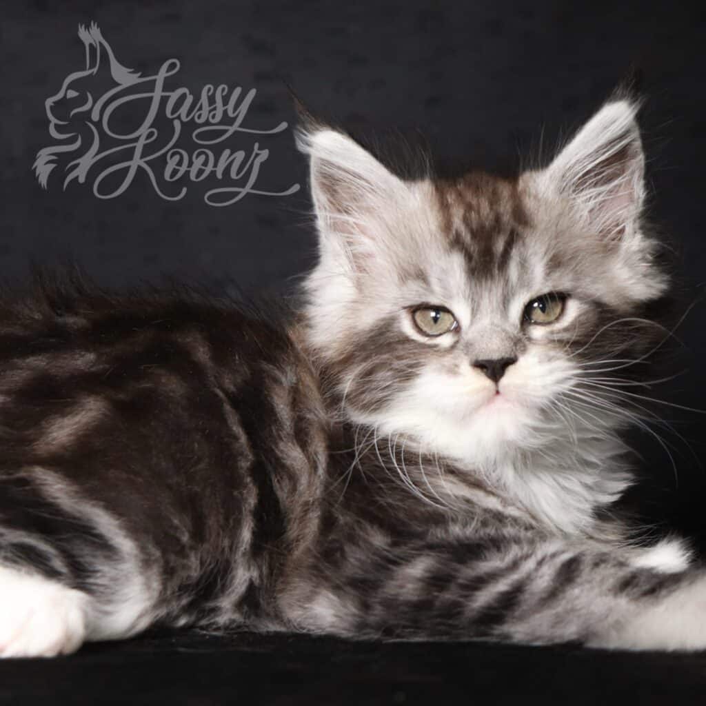 maine coon kitten silver girl 9 weeks candy in Florida 