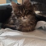 Maine Coon Kitten in Introduction Tent ⋆ Sassy Koonz Maine Coon Cattery maine coon kitten sitting in introduction tent in hew home