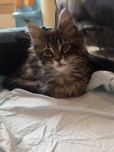 Maine Coon Kitten in Introduction Tent ⋆ Sassy Koonz Maine Coon Cattery maine coon kitten sitting in introduction tent in hew home